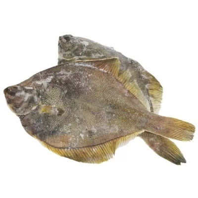 Камбала с/м *22