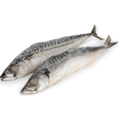 Скумбрия с/м